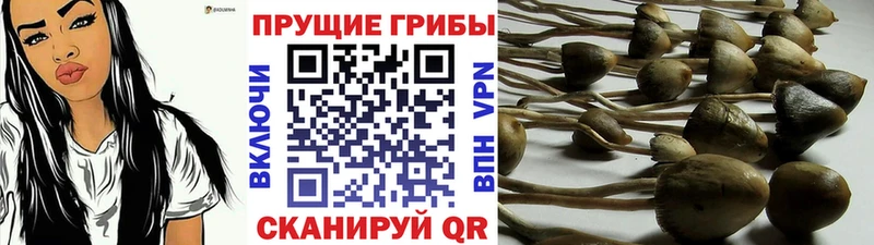 shop официальный сайт  продажа наркотиков  Голицыно  Галлюциногенные грибы прущие грибы 